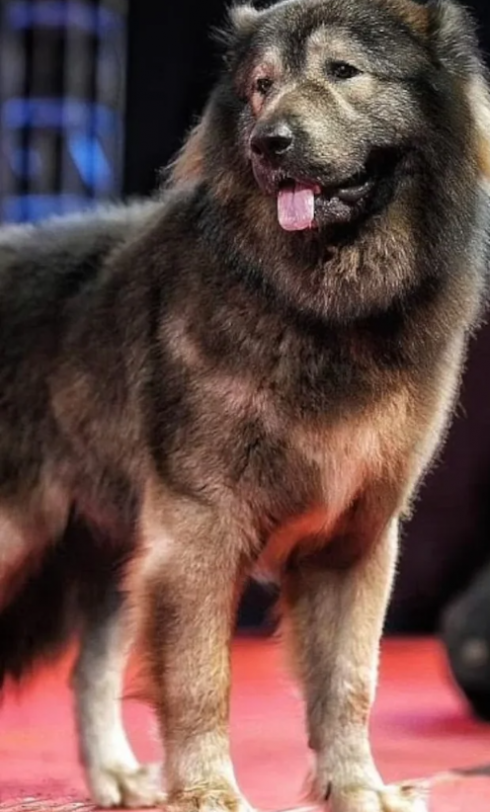 Il cane più costoso del mondo venduto per 5,3 milioni di euro