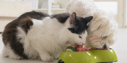 Rischio microbiologico, richiamata polpa di bovino macinata per cani e gatti