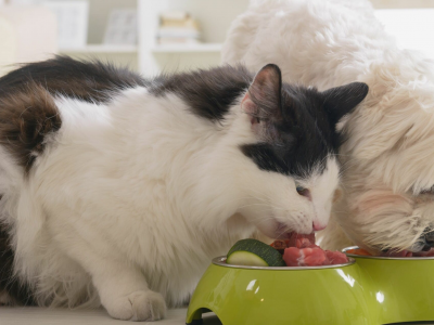 Rischio microbiologico, richiamata polpa di bovino macinata per cani e gatti