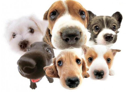 I cani fanno gli occhi languidi per intenerire come i bimbi gli umani