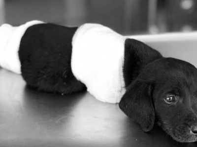 Crudeltà sugli animali in Turchia: amputa zampe e coda al cagnolino e lo abbandona in un bosco