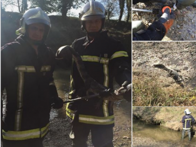 Un caimano lungo un metro catturato in un fiume a nord di Tolosa in Francia: e non è una fake news
