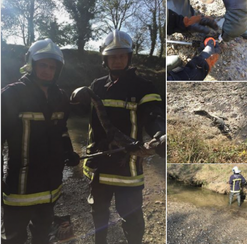 Un caimano lungo un metro catturato in un fiume a nord di Tolosa in Francia: e non è una fake news