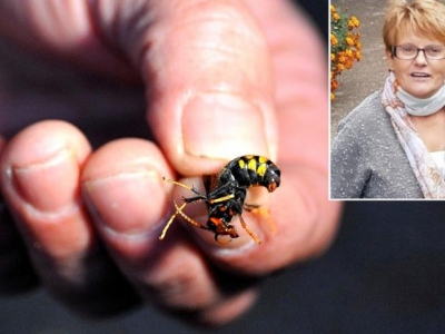 Morsa da un calabrone asiatico nel suo giardino, una donna muore per una reazione allergica