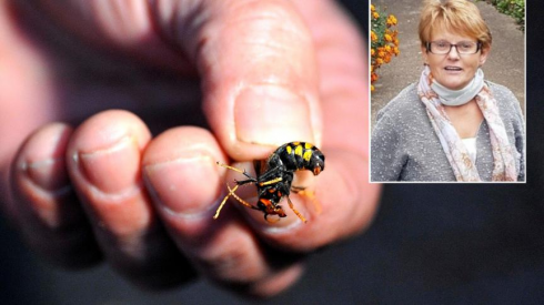 Morsa da un calabrone asiatico nel suo giardino, una donna muore per una reazione allergica