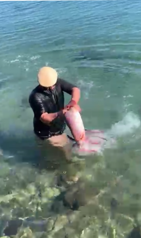 Totano gigante pescato a mani nude a riva: video della cattura miracolosa