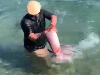 Totano gigante pescato a mani nude a riva: video della cattura miracolosa