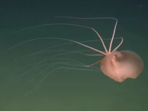 Un raro calamaro è stato avvistato per la prima volta in assoluto nell'Oceano Pacifico nord-orientale