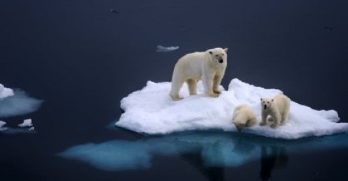 38 gradi nell'Artico: il record di temperatura convalidato dall'ONU