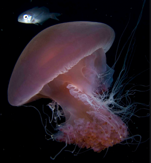 Migliaia di meduse rosa riconquistano la spiaggia deserta a causa del coronavirus - VIDEO