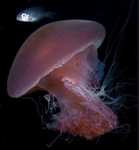 Migliaia di meduse rosa riconquistano la spiaggia deserta a causa del coronavirus - VIDEO 