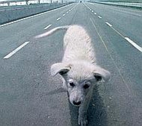 Sicurezza stradale e risarcimento danni. Autostrade SpA risponde dei danni causati da un animale Sicurezza stradale e risarcimento danni. Autostrade SpA risponde dei danni causati da un animale