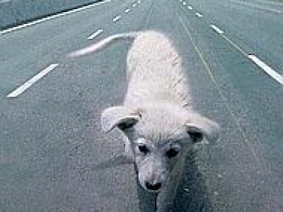 Sicurezza stradale e risarcimento danni. Autostrade SpA risponde dei danni causati da un animale 