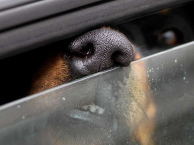 Cane in auto per ore è reato. Ammenda salata al proprietario. 