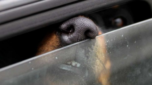 Cane in auto per ore è reato. Ammenda salata al proprietario. 