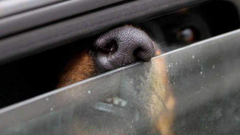 Cane in auto per ore è reato. Ammenda salata al proprietario.