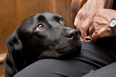 Possedere un cane fa bene al cuore e ti allunga la vita