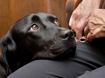 Possedere un cane fa bene al cuore e ti allunga la vita