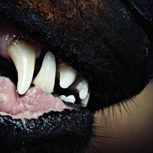Aggredito da un cane randagio, il Comune deve risarcire i danni.