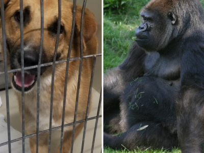 Cane entra nel recinto del gorilla – IL VIDEO