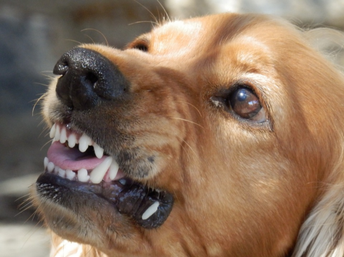 La Cassazione. Cane libero senza guinzaglio e museruola?