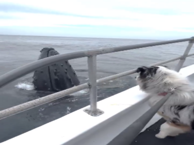 Il cane incontra la megattera: ecco il video dell'emozionante ripresa