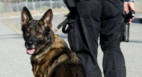 Poliziotto lascia il cane due ore nell'auto di servizio, morto.