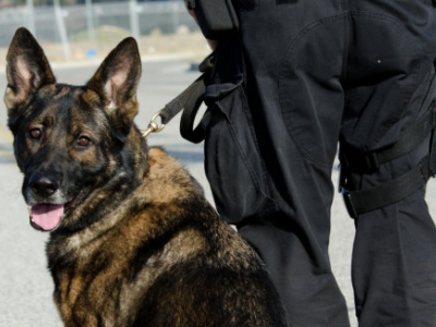 Poliziotto lascia il cane due ore nell'auto di servizio, morto.