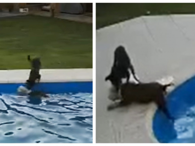 Cane cieco rischia di affogare in una piscina: a salvarlo è un altro cane
