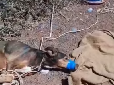 Indignazione in Spagna: torturano un cane e filmano la sua agonia, la giustizia è indulgente. Ecco il Filmato Shock!!.