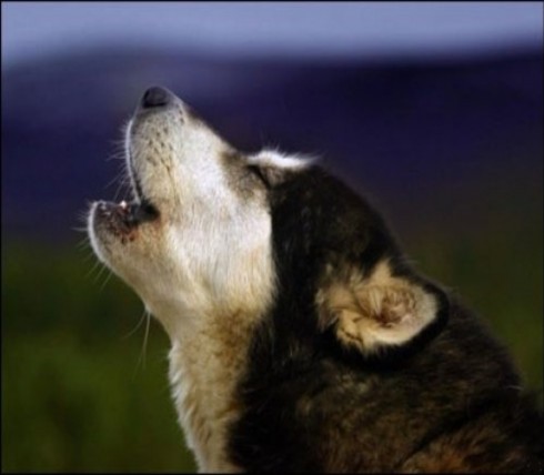 cane che abbaia cane che abbaia