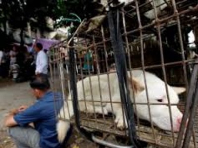 cane da macello in Cina