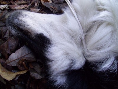 cane impiccato ad un  ponte