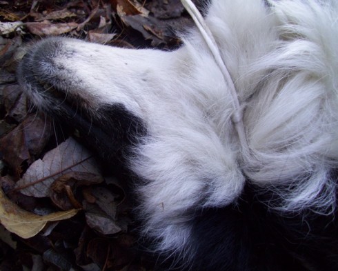 cane impiccato ad un ponte cane impiccato ad un ponte