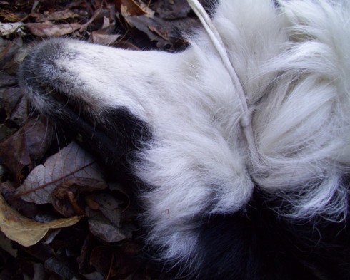 cane impiccato ad un  ponte