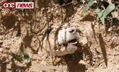 abusi suli animali  cane sepolto vivo