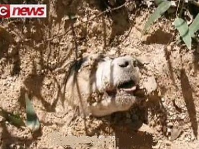 abusi suli animali  cane sepolto vivo