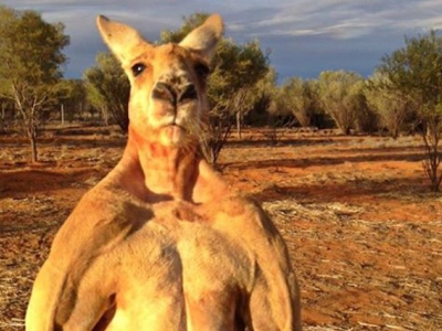 Un canguro selvatico uccide un uomo in Australia