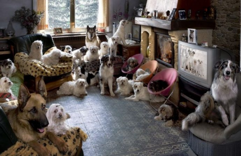 La Cassazione: è reato detenere tanti cani in un appartamento molto piccolo