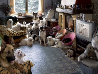 La Cassazione: è reato detenere tanti cani in un appartamento molto piccolo
