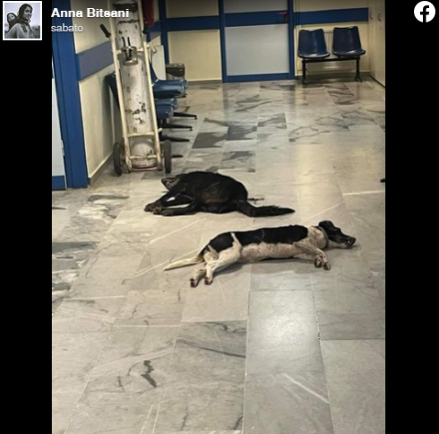 Animali. Avvelenati i cani di turisti italiani in Grecia: sale la rabbia sul web