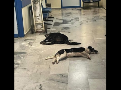 Animali. Avvelenati i cani di turisti italiani in Grecia: sale la rabbia sul web