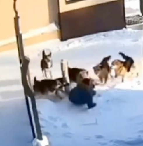 Donna aggredita dai cani randagi dopo una caduta