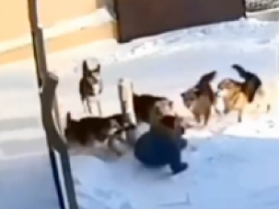 Donna aggredita dai cani randagi dopo una caduta