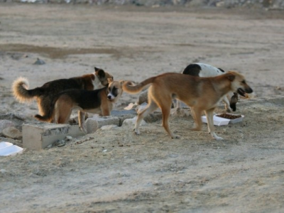 Viaggiare sicuri. Una turista francese muore aggredita da un gruppo di cani randagi in Marocco.