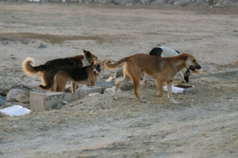Viaggiare sicuri. Una turista francese muore aggredita da un gruppo di cani randagi in Marocco.