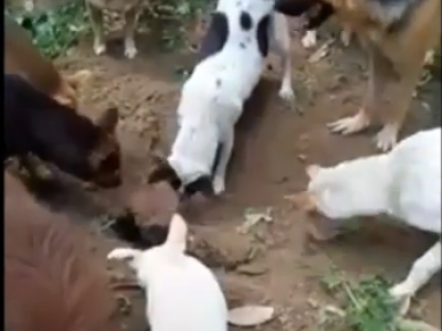 Il video del commovente gesto dei cani che si aiutano a seppellire l'amico a quattrozampe