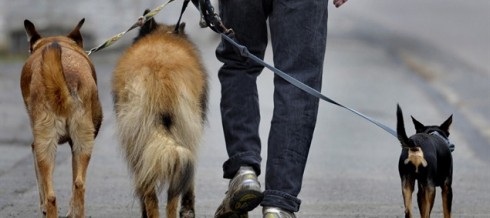 cane con padrone cane con padrone