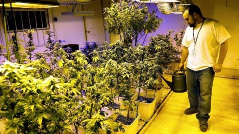 Cassazione sezioni unite: non è reato la coltivazione domestica di minime quantità di cannabis.