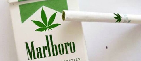 cannabis sotto forma di sigaretta malboro
